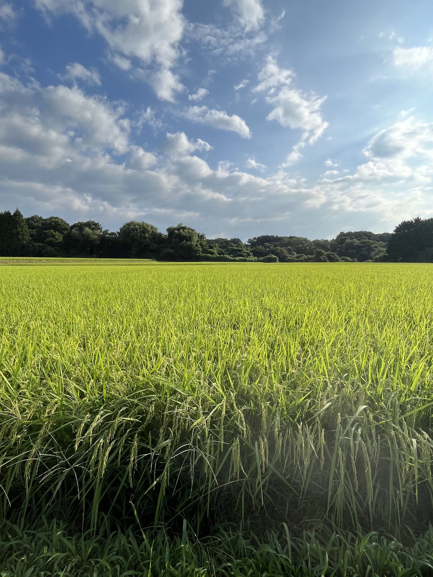 夏空の下で青々と育つ田んぼ